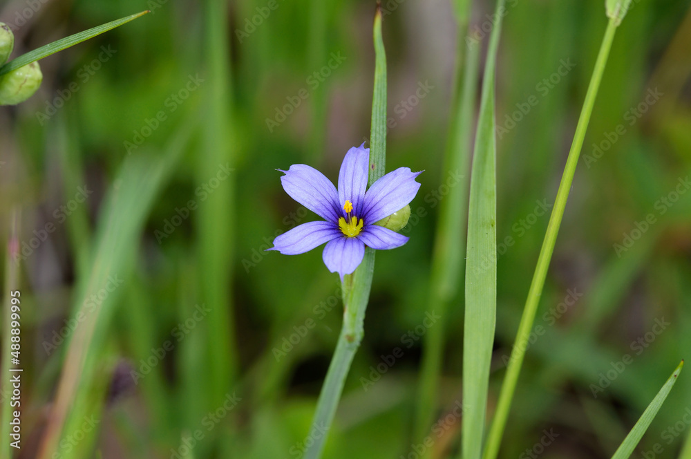 アイイロニワゼキショウ(北海道・標茶町)
アイイロニワゼキショウ(北海道・標茶町)