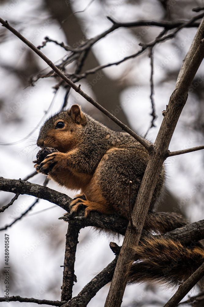 Obraz premium Cute Squirrel in a Tree during Winter