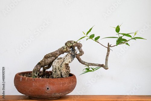 Foto Wrightia lanceolata Kerr