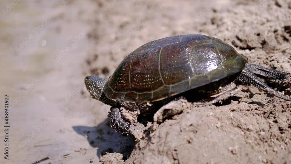 European River Turtle Crawling by Wet Sand in Beam Sunlight. Large pond turtle stuck spotted head out of shell and moves along river bank. Reptile with powerful paws, claws. Summertime. Wild nature. European River Turtle Crawling by Wet Sand in Beam Sunlight. Large pond turtle stuck spotted head out of shell and moves along river bank. Reptile with powerful paws, claws. Summertime. Wild nature.