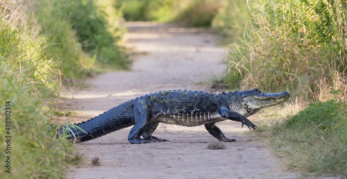 Large Alligator Crossing Path