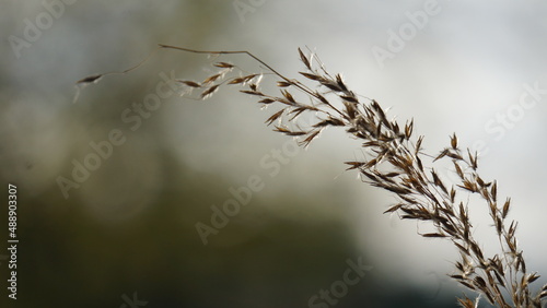Prairie grass © Sherri Lasko Photog.