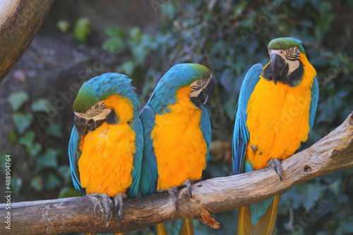 Portrait of colorful Scarlet Macaw parrots sitting on a branch.