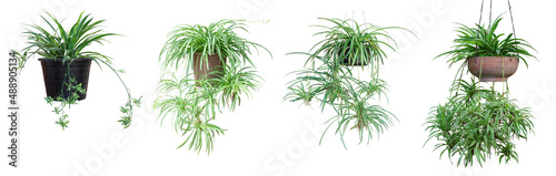 Spider Plant or Chlorophytum bichetii  Karrer  Backer hanging pot isolated on white background.