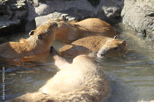 Happy Capybaras enjoying hot spring.