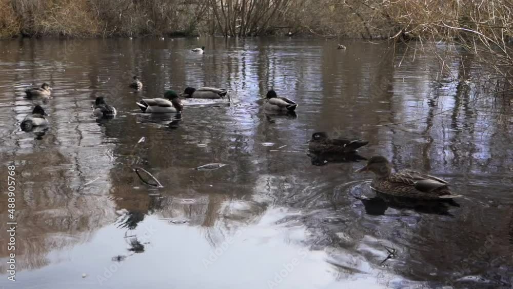 slow motion pan of a group of ducks on a pond in the rain slow motion pan of a group of ducks on a pond in the rain