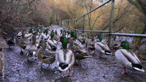 Flock of ducks running away from the camera photo