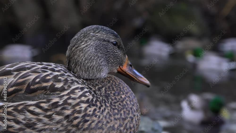 close up of a female mallard duck standing next to water close up of a female mallard duck standing next to water