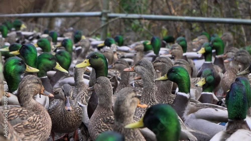 flock of mallard ducks gathering on a walkway in slow motion photo