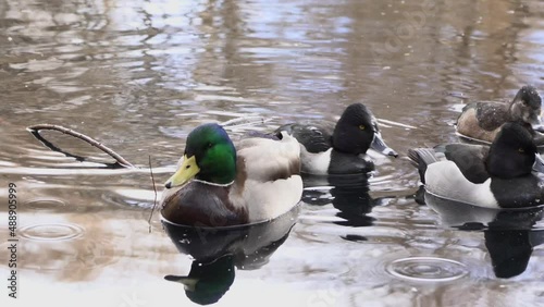 real time close up a wood ducks floating on water in the rain photo