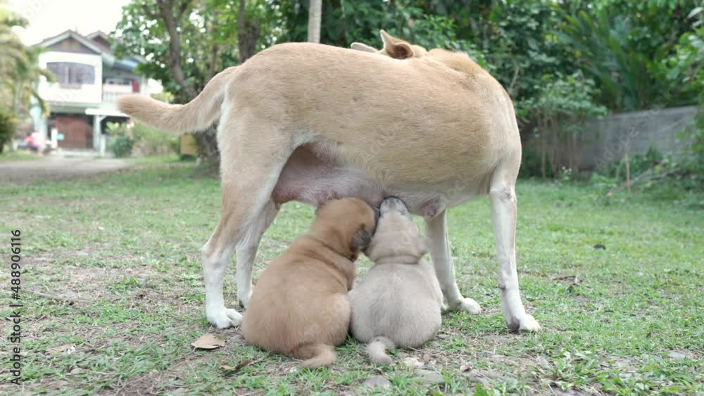 A puppy is drinking milk from a mother dog. A puppy is drinking milk from a mother dog.