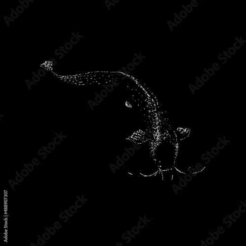 walking catfish hand drawing vector illustration isolated on black background