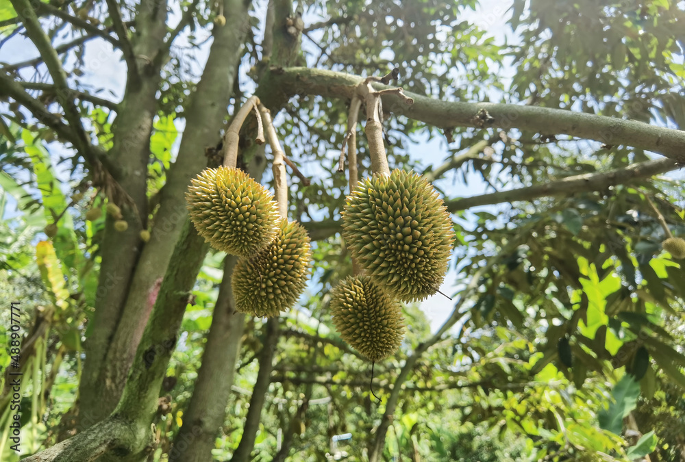 Close up of young durian fruit hanging on a branch. Close up of young durian fruit hanging on a branch.