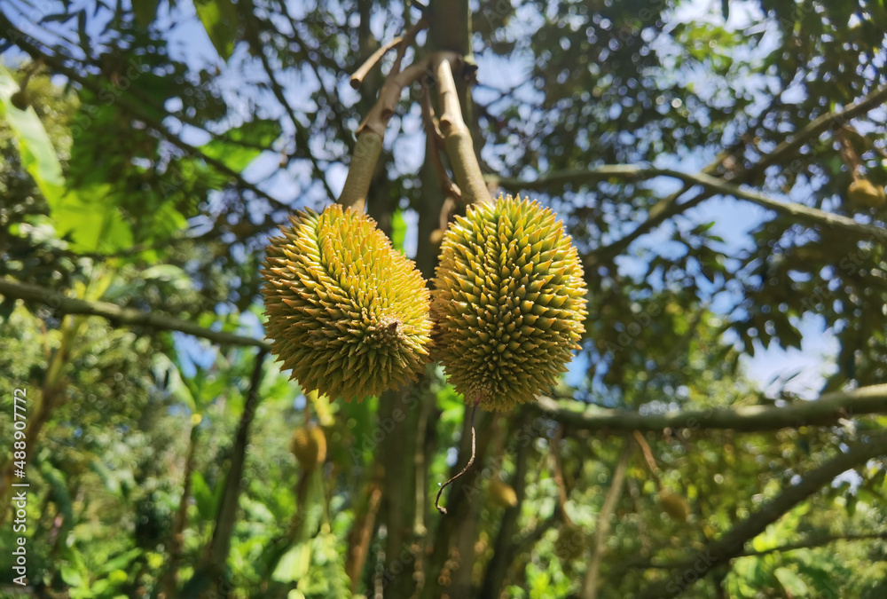 Close up of young durian fruit hanging on a branch. Close up of young durian fruit hanging on a branch.