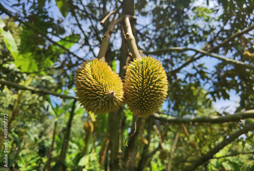 Close up of young durian fruit hanging on a branch.