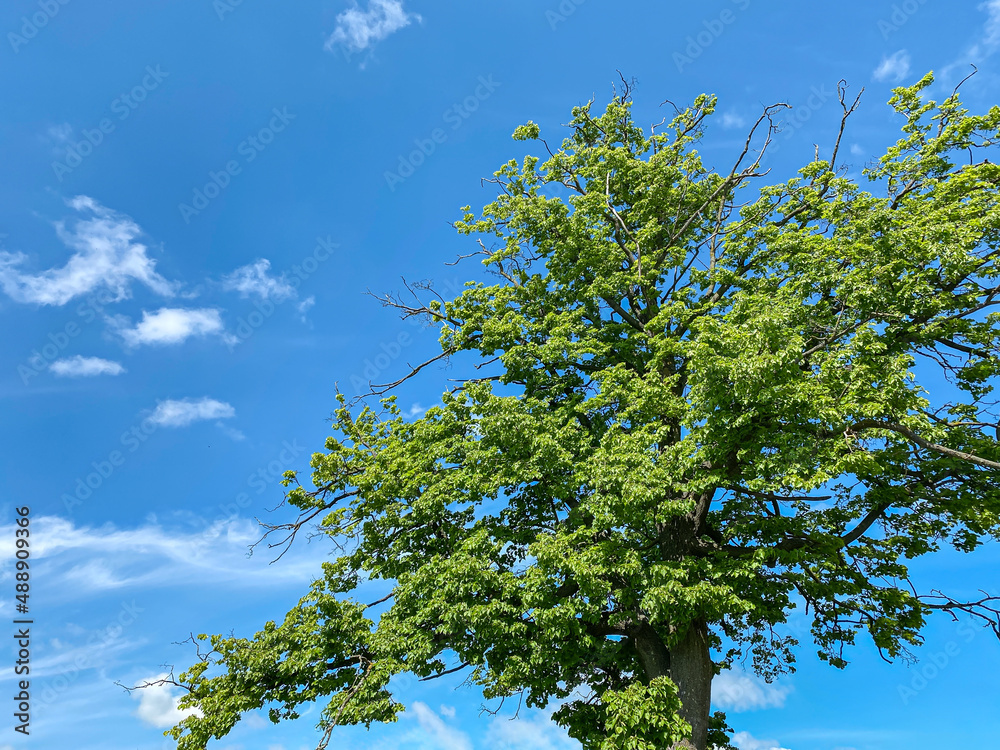 Fototapeta premium old tree with fresh young leaves on dark blue sky background. spring scenery.
