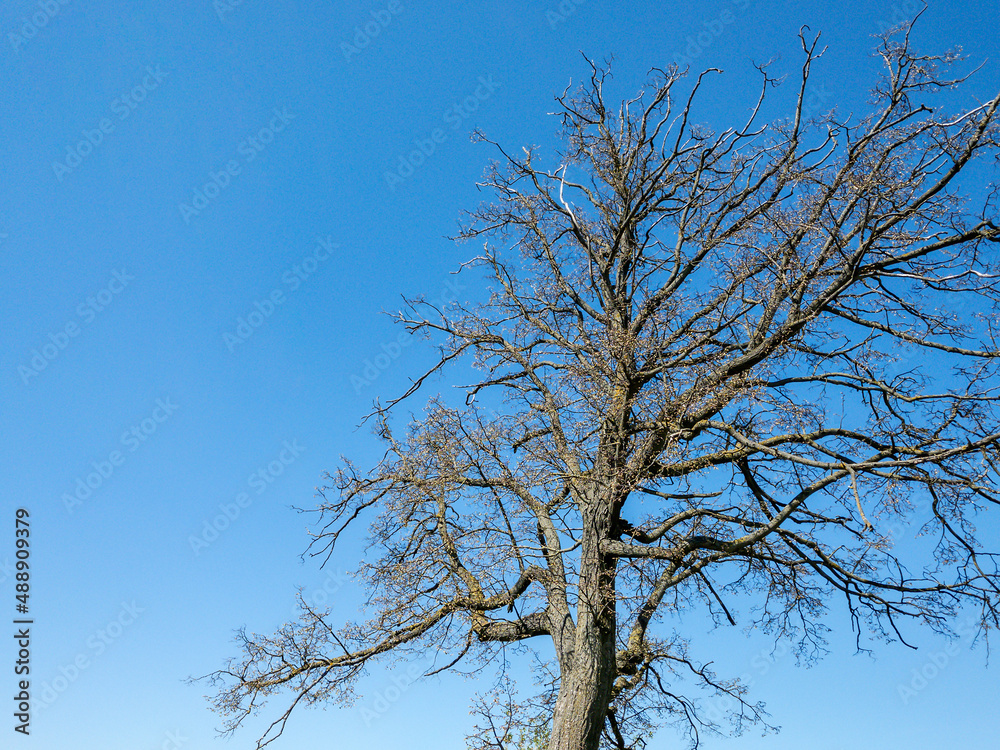 bare tree silhouette on blue sky background. old tree without leaves in spring. bare tree silhouette on blue sky background. old tree without leaves in spring.