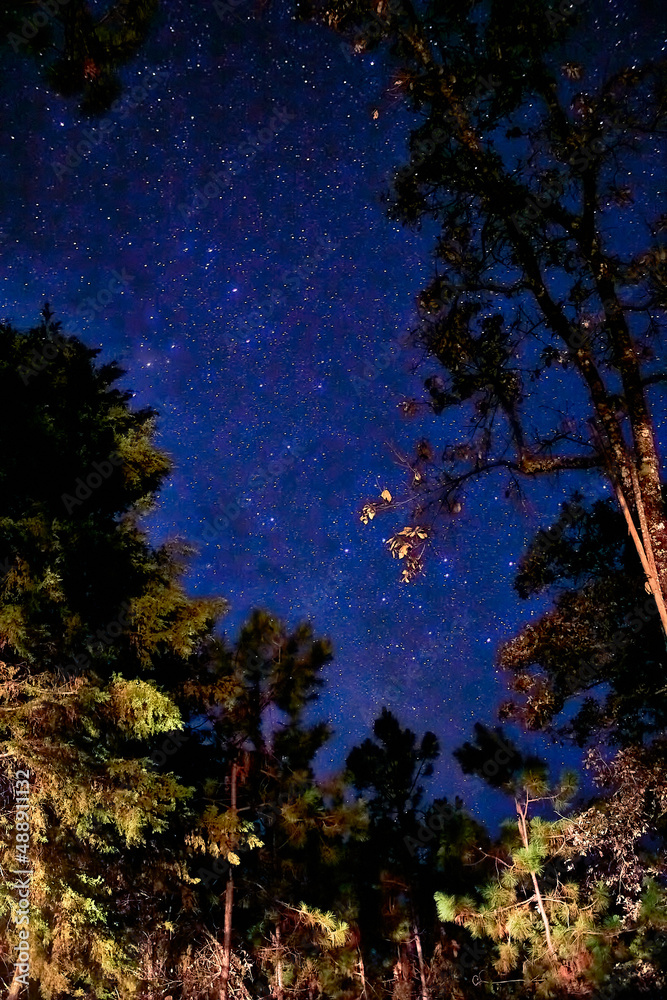 paisaje nocturno de arboles entre sombras con un cielo estrellado y azul oscuro paisaje nocturno de arboles entre sombras con un cielo estrellado y azul oscuro