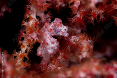 Pygmy Seahorse - Hippocampus bargibanti, living on a soft coral. Underwater macro world of Tulamben, Bali, Indonesia.