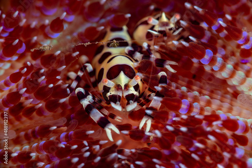 Coleman Shrimp - Periclimenes colemani living on a fire sea urchin. Underwater macro world of Tulamben, Bali, Indonesia. photo