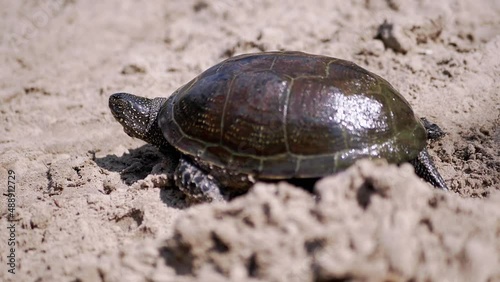 European River Turtle Crawling by Wet Sand in Beam Sunlight. Large pond turtle stuck spotted head out of shell and moves along river bank. Reptile with powerful paws, claws. Summertime. Wild nature. photo