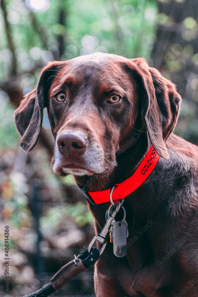 Handsome dog