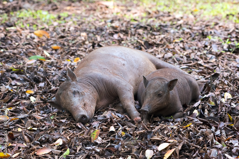 The babirusas also called Deer _ Pig resting in the mud The babirusas also called Deer _ Pig resting in the mud