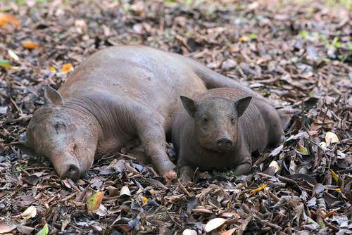 The babirusas also called Deer _ Pig resting in the mud