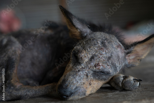 Obraz na plátně Dog skin leprosy sleeping at outdoor, a leper dog