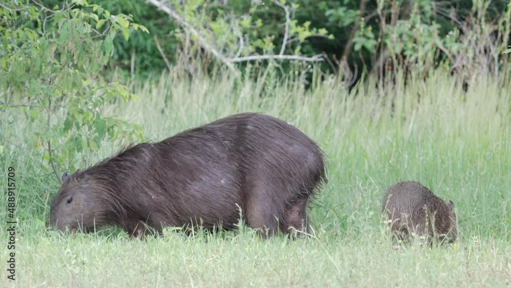 Adult and juvenile capybara feeding together on grass; Ibera Provincial Reserve Adult and juvenile capybara feeding together on grass; Ibera Provincial Reserve