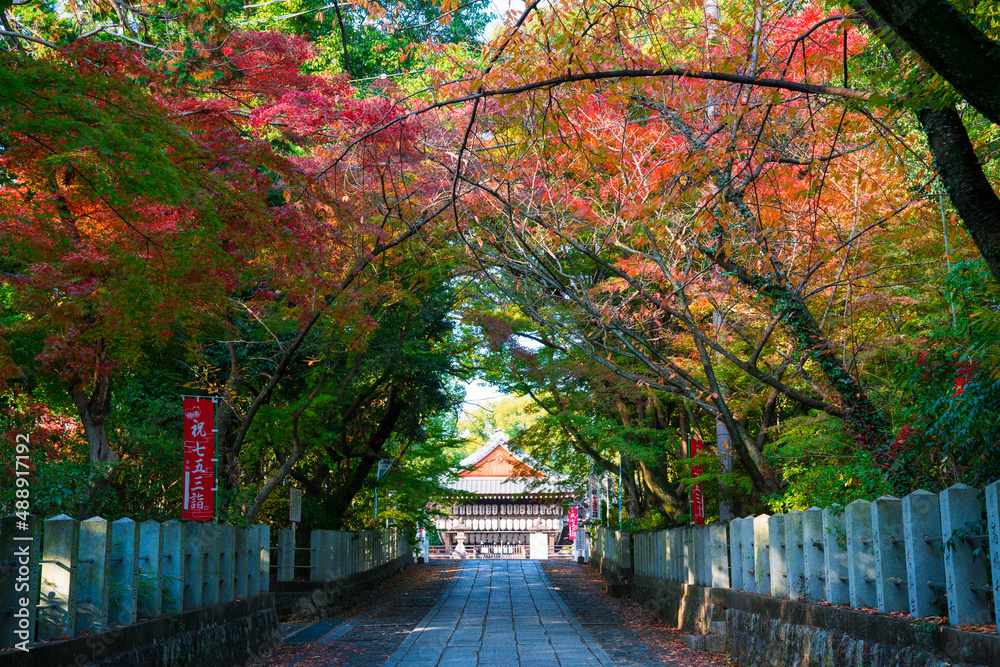 Obraz premium 京都 向日神社(むこうじんじゃ)の紅葉