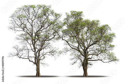 Tree isolated on white background realistic with shadow in high quality clipping mask, tropical tree used for advertising design and graphic decoration