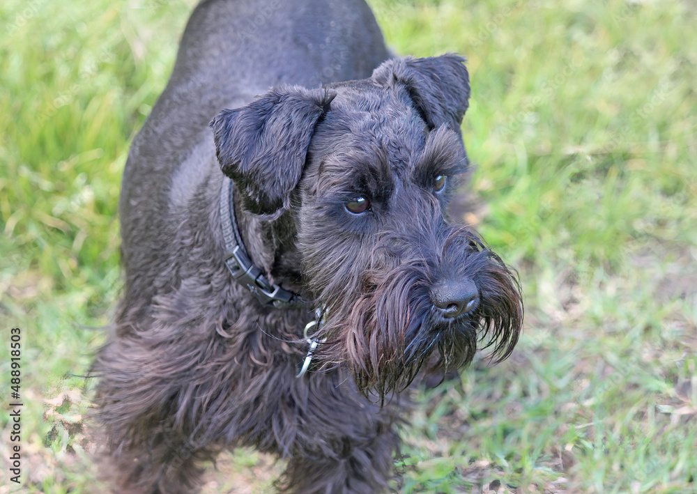 A black Miniature Schnauzer with a curious expression on its face