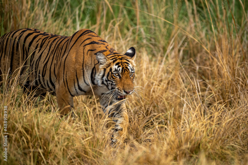 Obraz premium Wild bengal female tiger or tigress closeup in prowl and natural scenic background at ranthambore national park or tiger reserve rajasthan india - panthera tigris tigris
