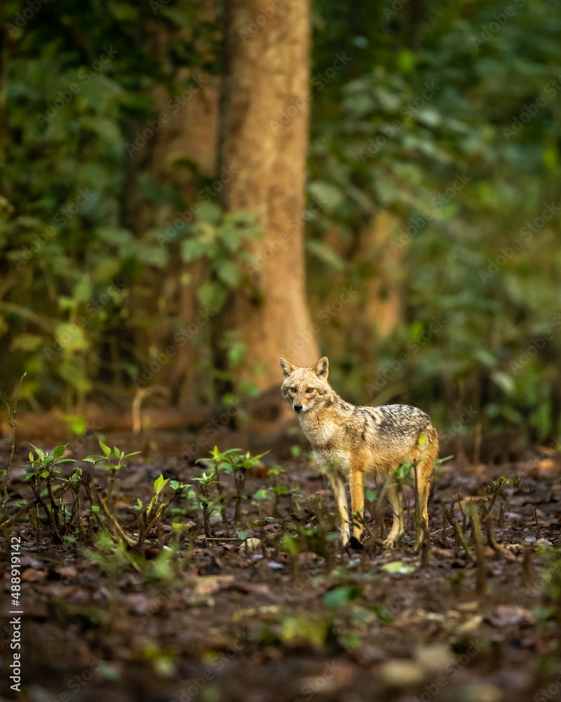 golden jackal or Canis aureus head on closeup or portrait in natural scenic green background in winter season at dhikala zone of jim corbett national park or forest uttarakhand india golden jackal or Canis aureus head on closeup or portrait in natural scenic green background in winter season at dhikala zone of jim corbett national park or forest uttarakhand india