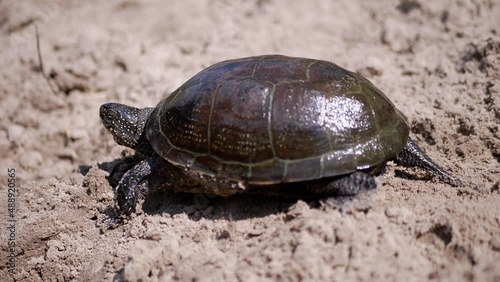 European River Turtle Crawling by Wet Sand in Beam Sunlight. Large pond turtle stuck spotted head out of shell and moves along river bank. Reptile with powerful paws, claws. Summertime. Wild nature. photo