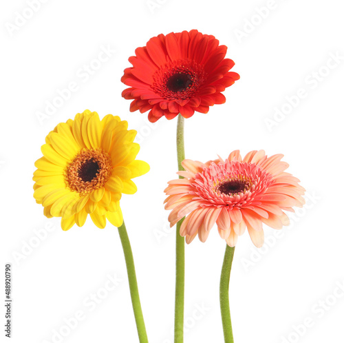 Beautiful colorful gerbera flowers on white background