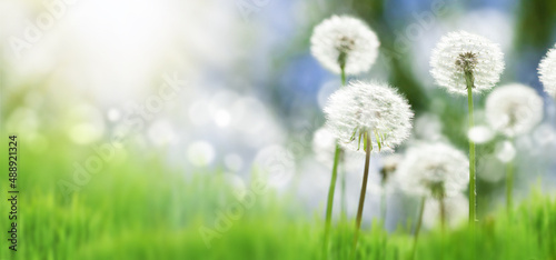 Summer grass lawn with dandelion blowball flowers