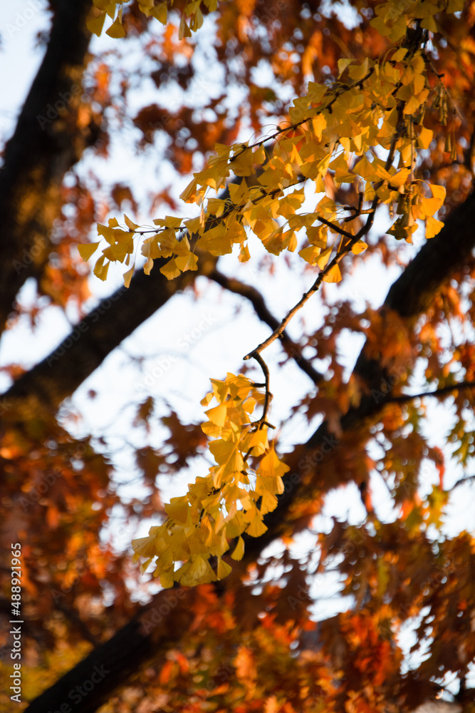 Fototapeta premium Ginkgo biloba