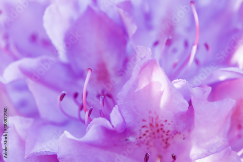 Fototapeta Naklejka Na Ścianę i Meble -  Pink Rhododendron flower petals. Floral background. Gardening concept