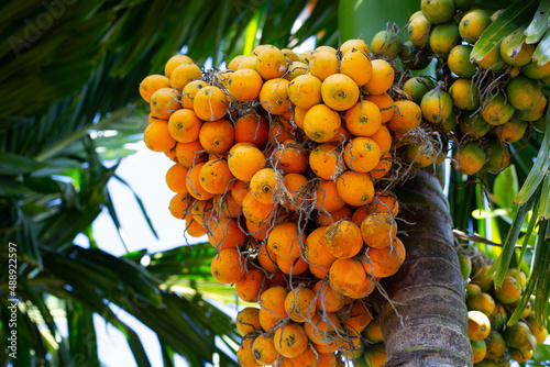 Betel nut, Tropical palm tree