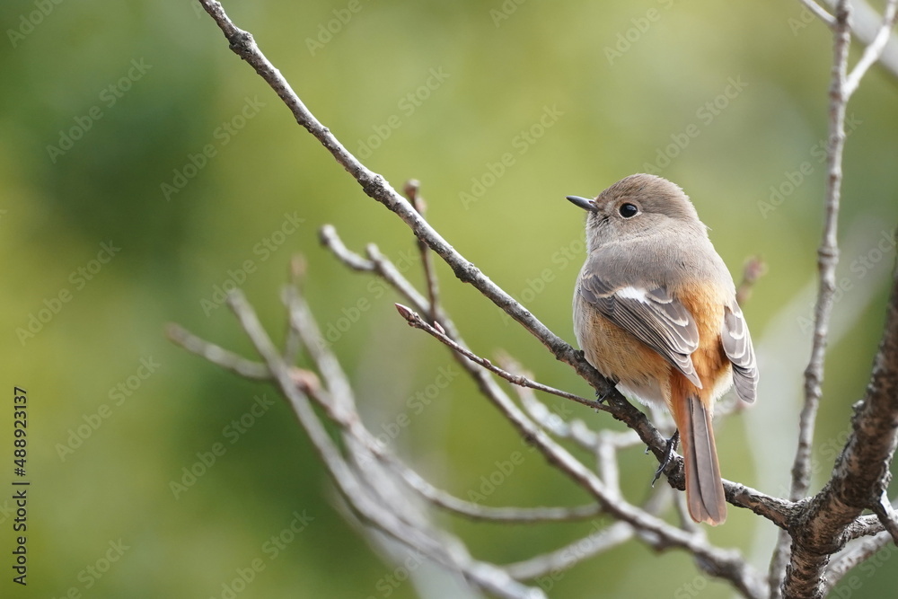 daurian redstart on the branch daurian redstart on the branch