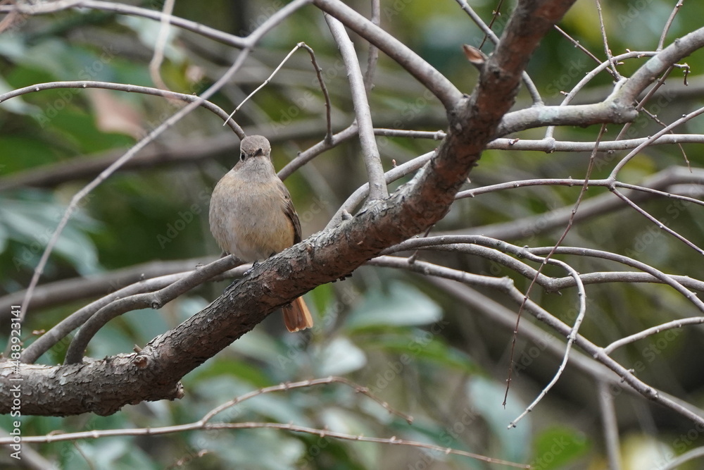 daurian redstart on the branch daurian redstart on the branch