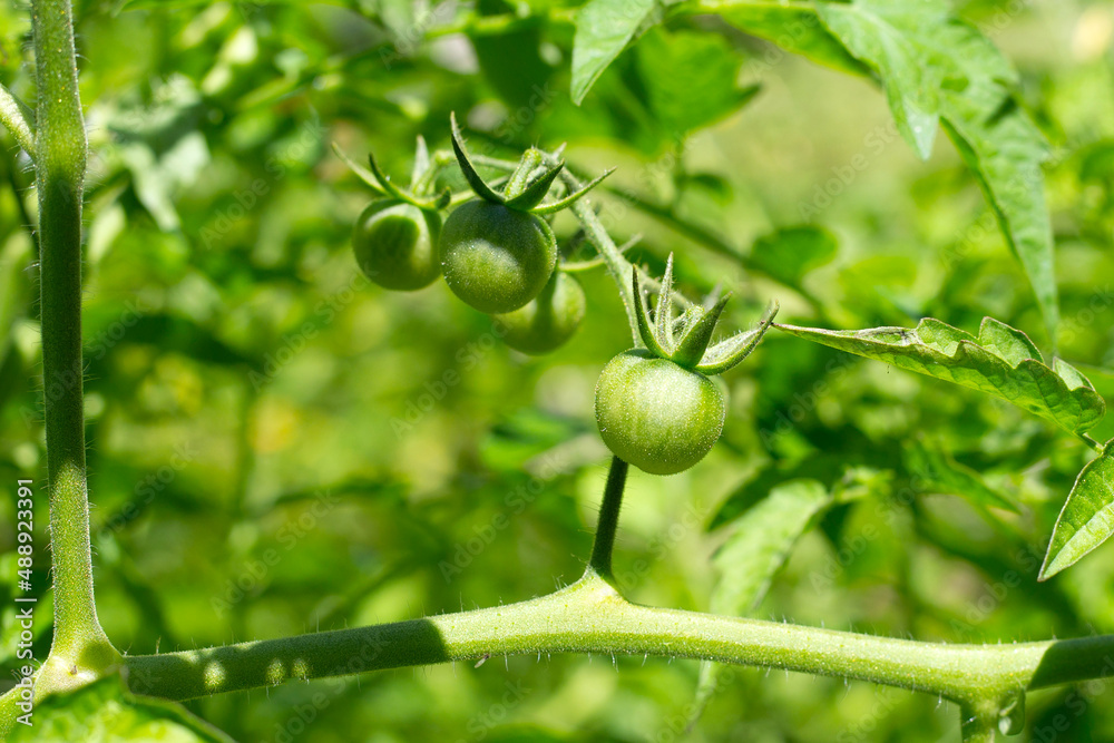 Fototapeta premium Bunch of fresh organic tomatoes