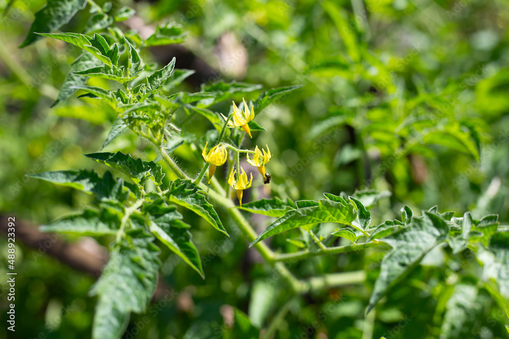 Yellow flower of organic tomatoes Yellow flower of organic tomatoes