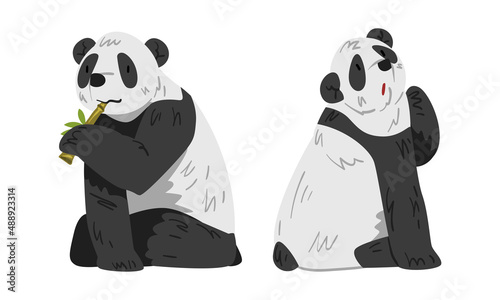 Cute sitting panda set. Lovely wild animal cartoon vector illustration