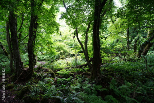 refreshing summer forest in the sunlight