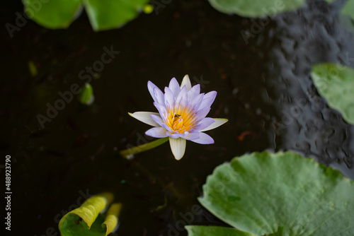 purple lotus flower with bee water background