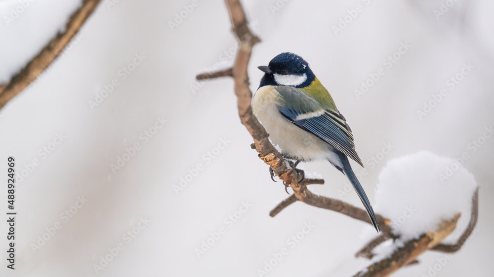 Fototapeta premium シジュウカラ