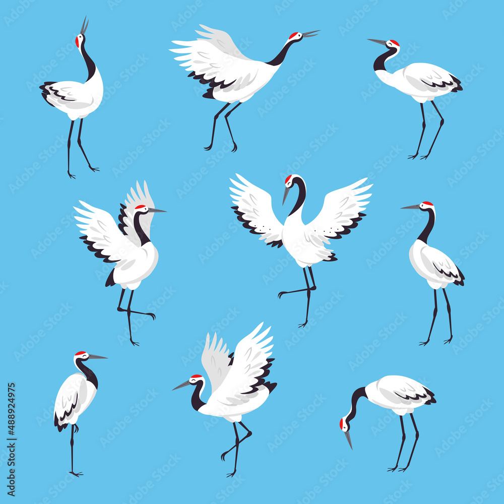 Fototapeta premium Red Crowned Crane as Long-legged and Long-necked Bird in Different Pose on Blue Background Vector Set